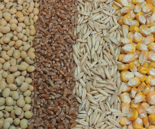 Animal Feeds